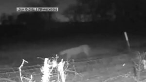 A mountain lion was seen in Frisco, close to Lake Lewisville report from TPWD.